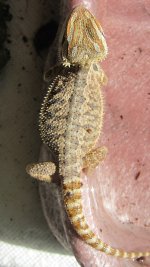 hoodia.jpg