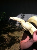 snake 2.JPG