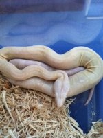 Moonglow Female.JPG