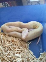 Moonglow Female 2.JPG