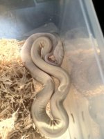 Moonglow Female 4.JPG