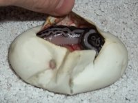 mystery egg.jpg