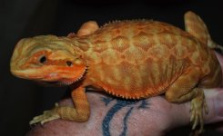 $ A 8-13 Dragons_0446_edited-1.jpg