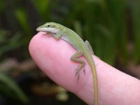 green anoles.jpg