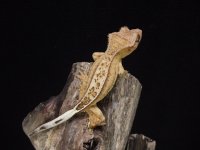 yellow pin male.jpg