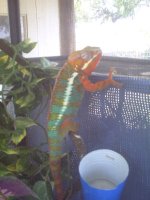 Chameleons and kikis pups 013.JPG
