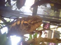 Chameleons and kikis pups 016.JPG