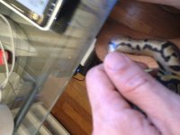 IMG_0237[1].jpg