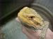 th_Bearded Dragon Close Up.jpg