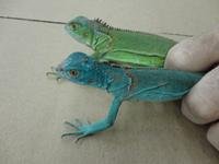 Blue and Green Iguana babies-thumb.jpg