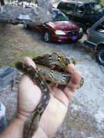 retic2.jpg