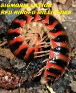 millipedes.jpg