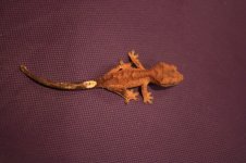 IMG_9818.jpg