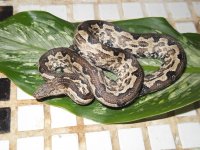 Snake 010.jpg
