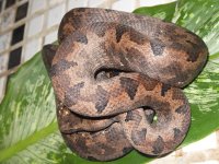 Snake 044.jpg