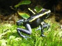 kokoe dart frog.jpg