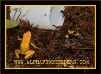 yellow terribilis.jpg