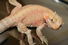 Hypo silkback het trans.JPG