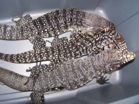 3 Adult B & W Tegus 008.jpg
