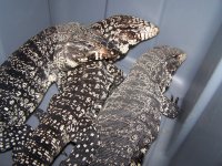 3 Adult B & W Tegus 007.jpg