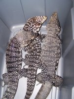 3 Adult B & W Tegus 005.jpg