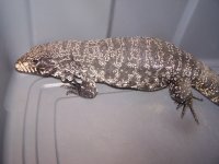 3 Adult B & W Tegus 004.jpg