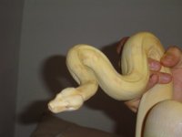 good albino boa pik.jpg