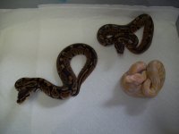 HET ALBINO MALES.jpg