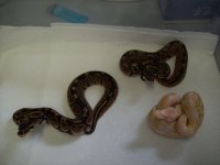 HET ALBINO MALES 2010.jpg