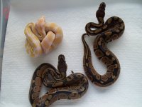 HET ALBINO MALES 2010 (2).jpg