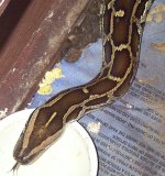 snake2.jpg