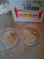 DOA Red Eye Tree Frogs.jpg