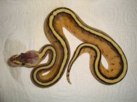 pastelgstripefemale 003.jpg