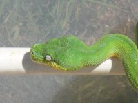green tree pythons 359.jpg