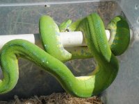 green tree pythons 361.jpg