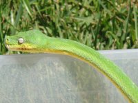 green tree pythons 364.jpg