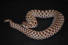 hogs.jpg