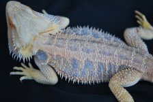 new breeder for sale 2010 9 008.jpg