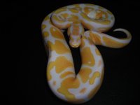 Albino's and Albino crosses 004.jpg