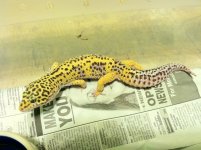 lavender tangerine jungle male.jpg