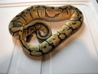 mojave spider 50% het ghost.JPG