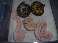 Albino's and Albino crosses 026.jpg