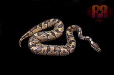 enchi.jpg