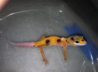 enigma het tremp albino het eclipse.jpg