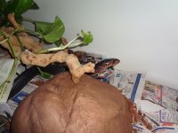 DSC00736.jpg