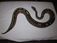 wholefemalesnake.jpg