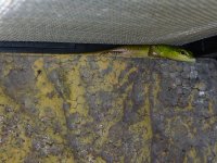 Emerald tree skink babies 004.jpg
