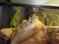 Emerald tree skink babies 006.jpg
