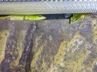 Emerald tree skink babies 007.jpg