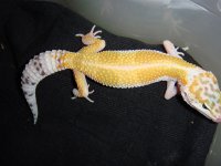 beardeds & leos for sale 040.jpg